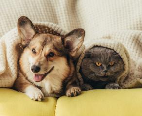 Evcil Hayvan Dostu Villalar